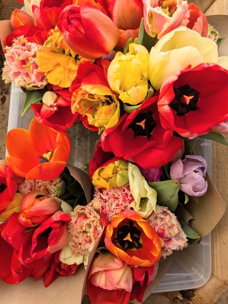 Tulip Bouquets 🌷 🌷 🌷HomeGrown 