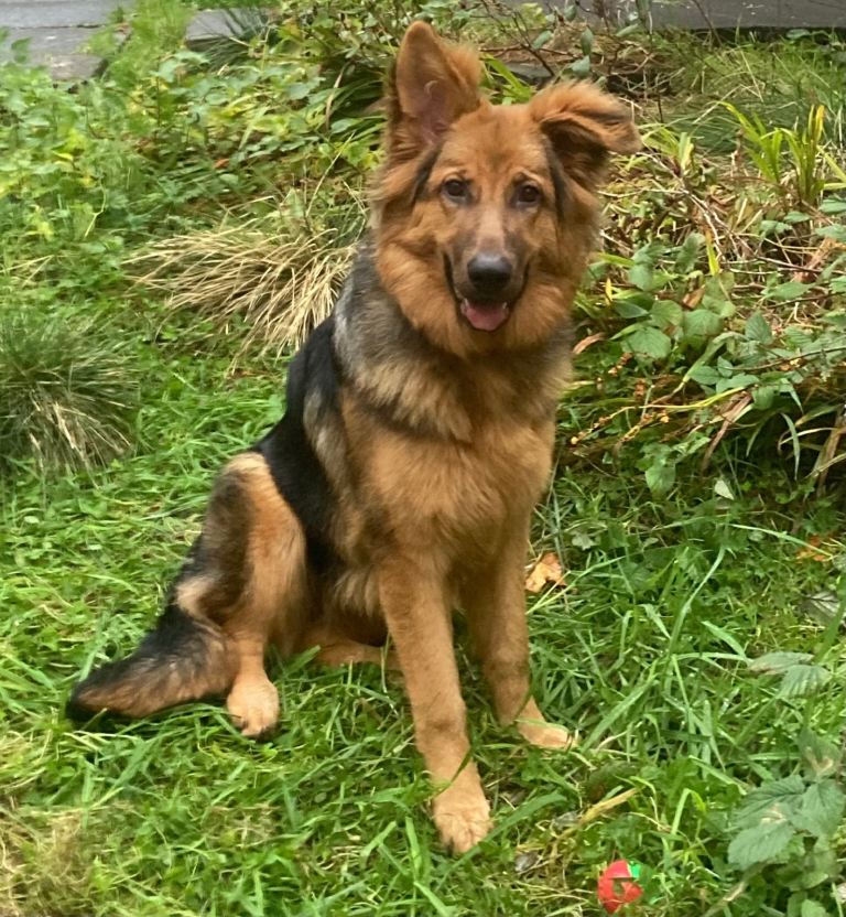 10 month old German Shepard 