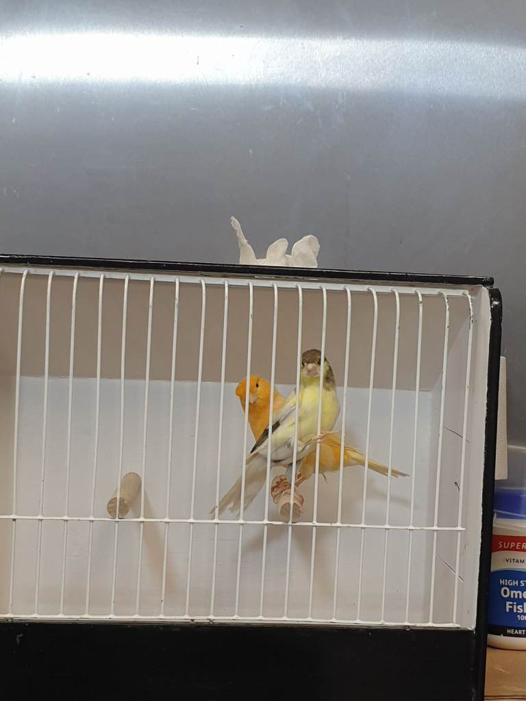 Canary 