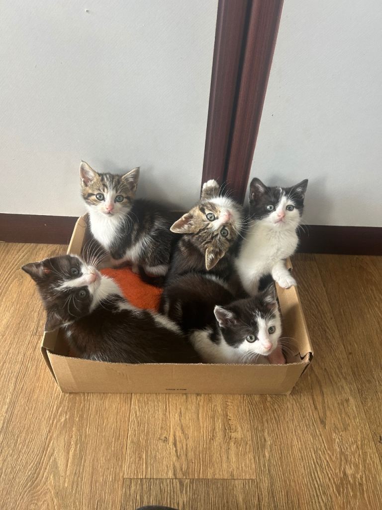 5 kittens for sale - ready now 