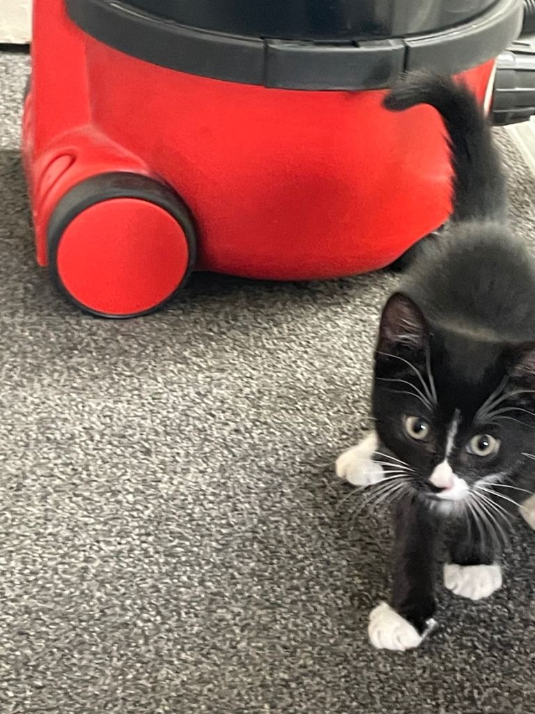 Tuxedo kitten