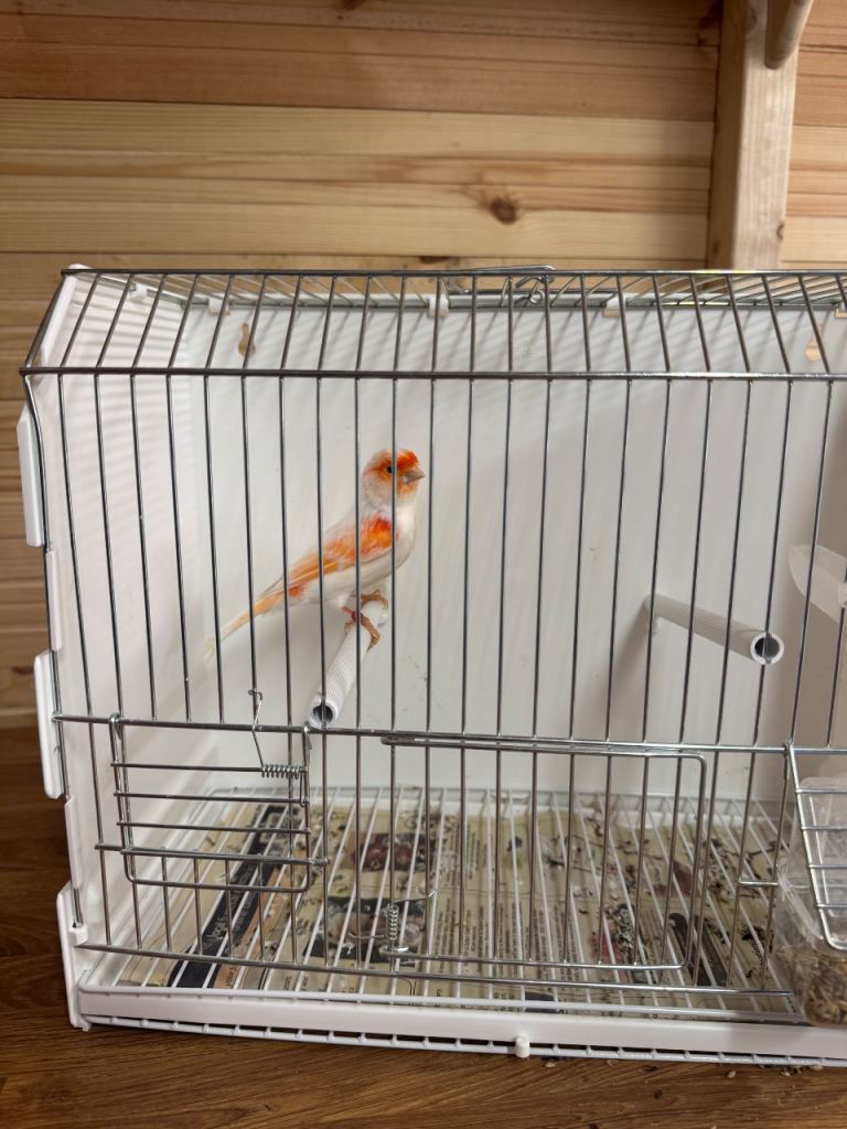 Red mosaic & harlequin 