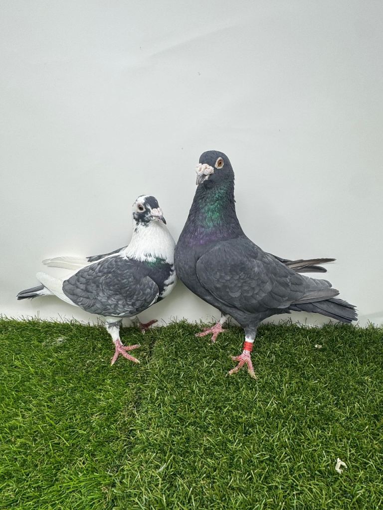 Coloured Racing Pigeons