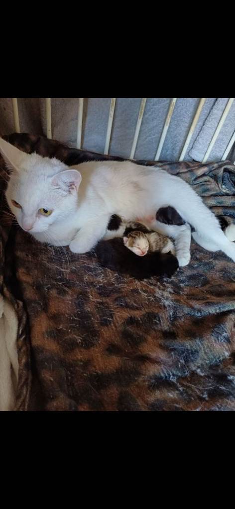 Beautiful kittens 