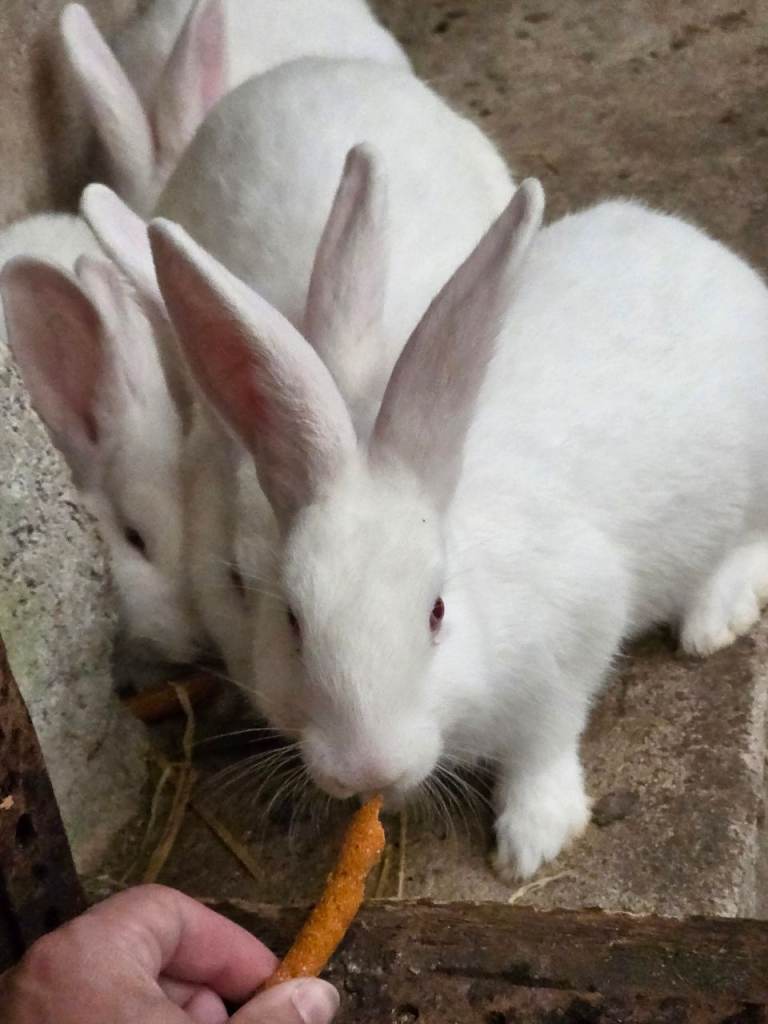 Baby New Zealand White Rabbits for sale