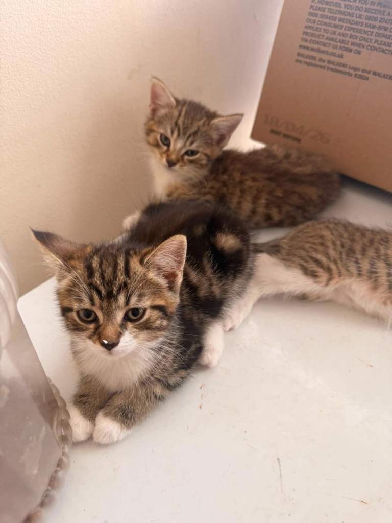 Tabby kittens 