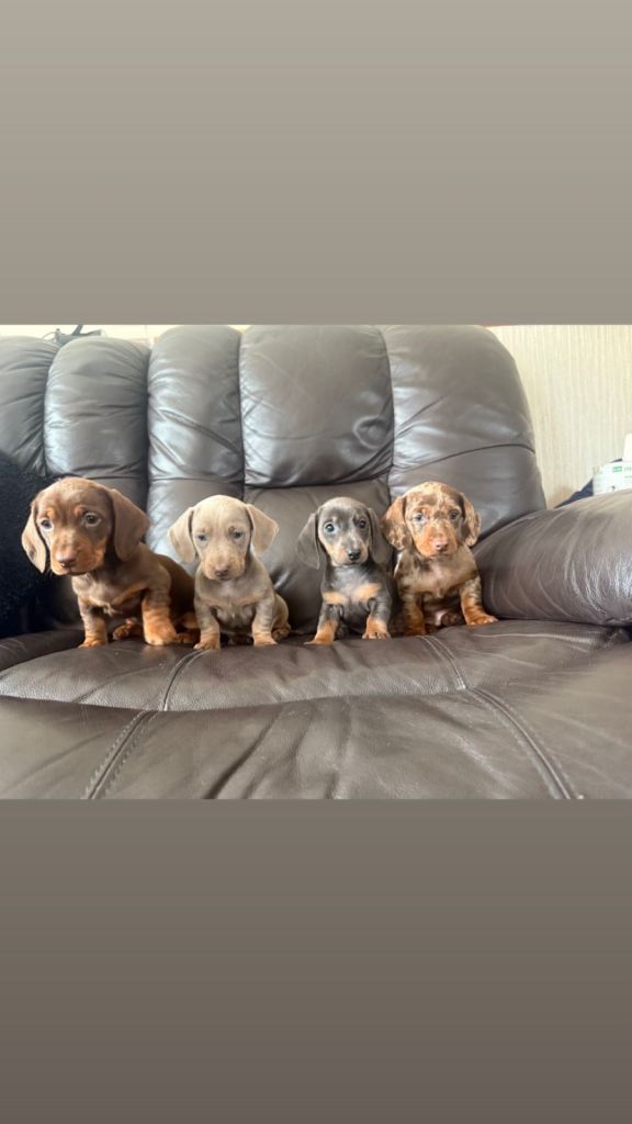 Miniature smooth coat dachshund puppies