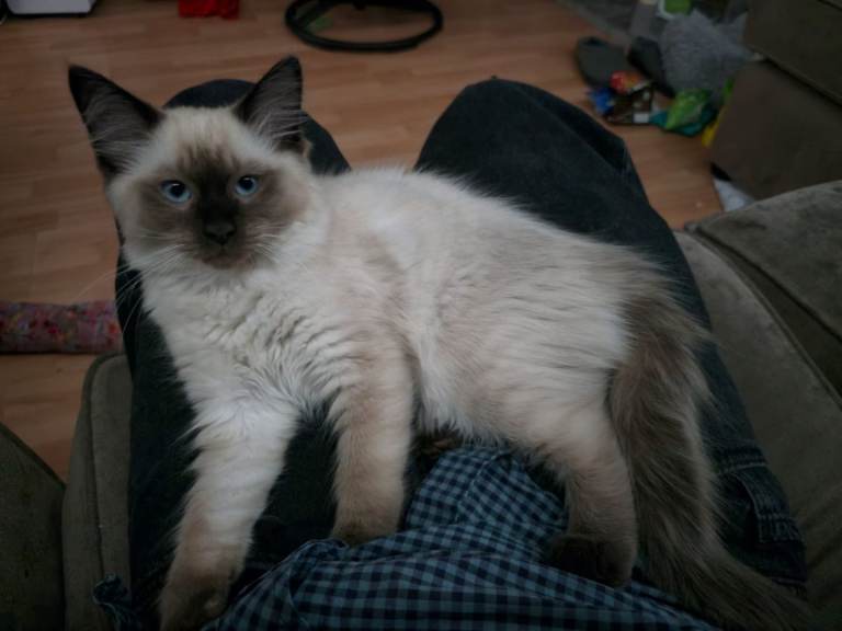 Beautiful, fluffy, confident, Ragdoll Kittens 