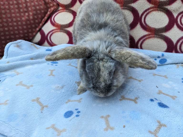 Mini lop rabbits 