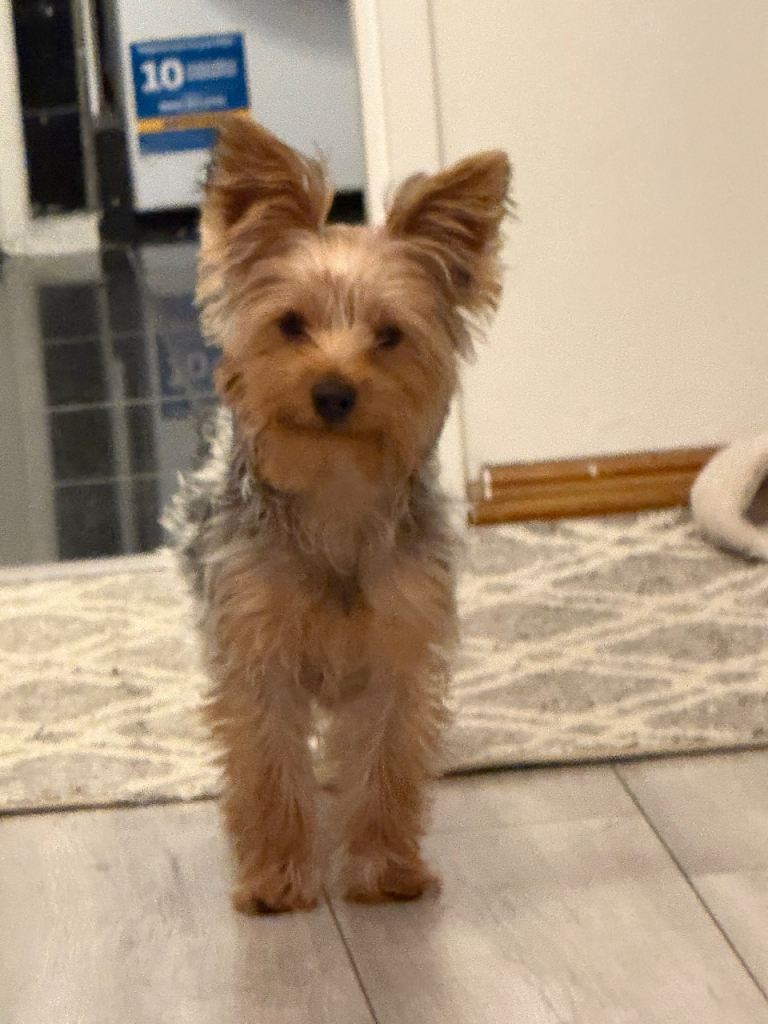  8 month old yorkshire terrier