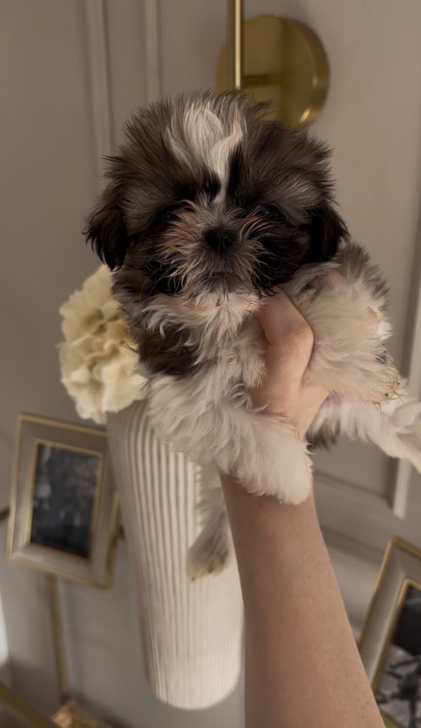 2 shih tzu boys looking for forever homes 