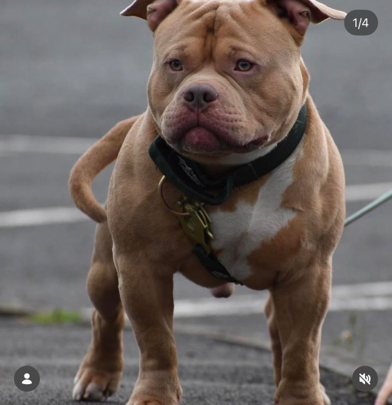 Pocket Bully – Belfast