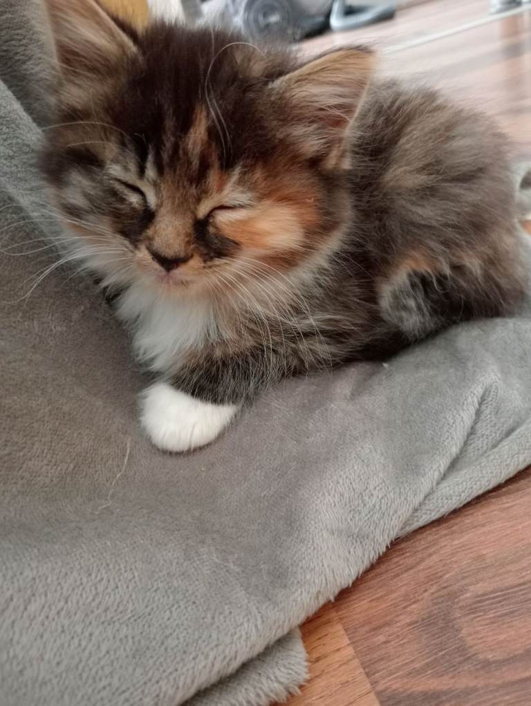 Kittens ready immediately