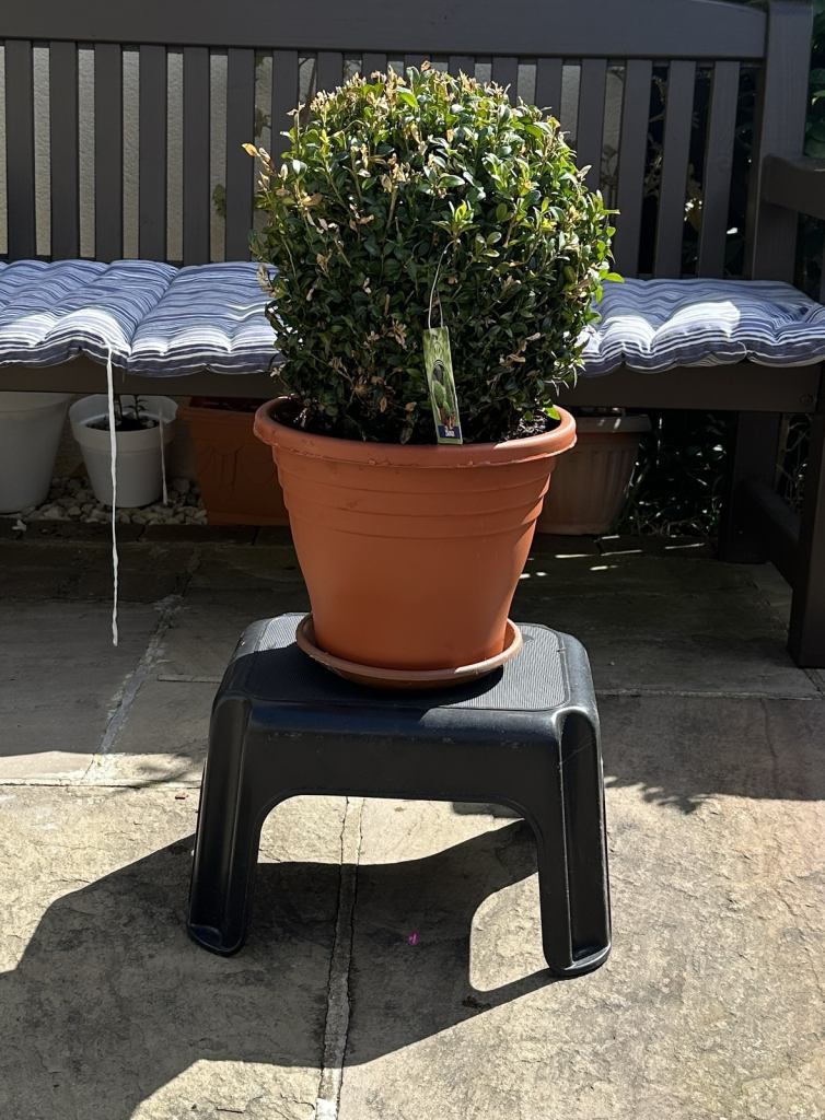 BUXUS ROUND PLANT IN POT