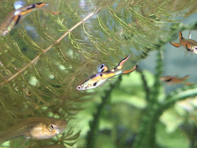 Endler guppies breeding groups 