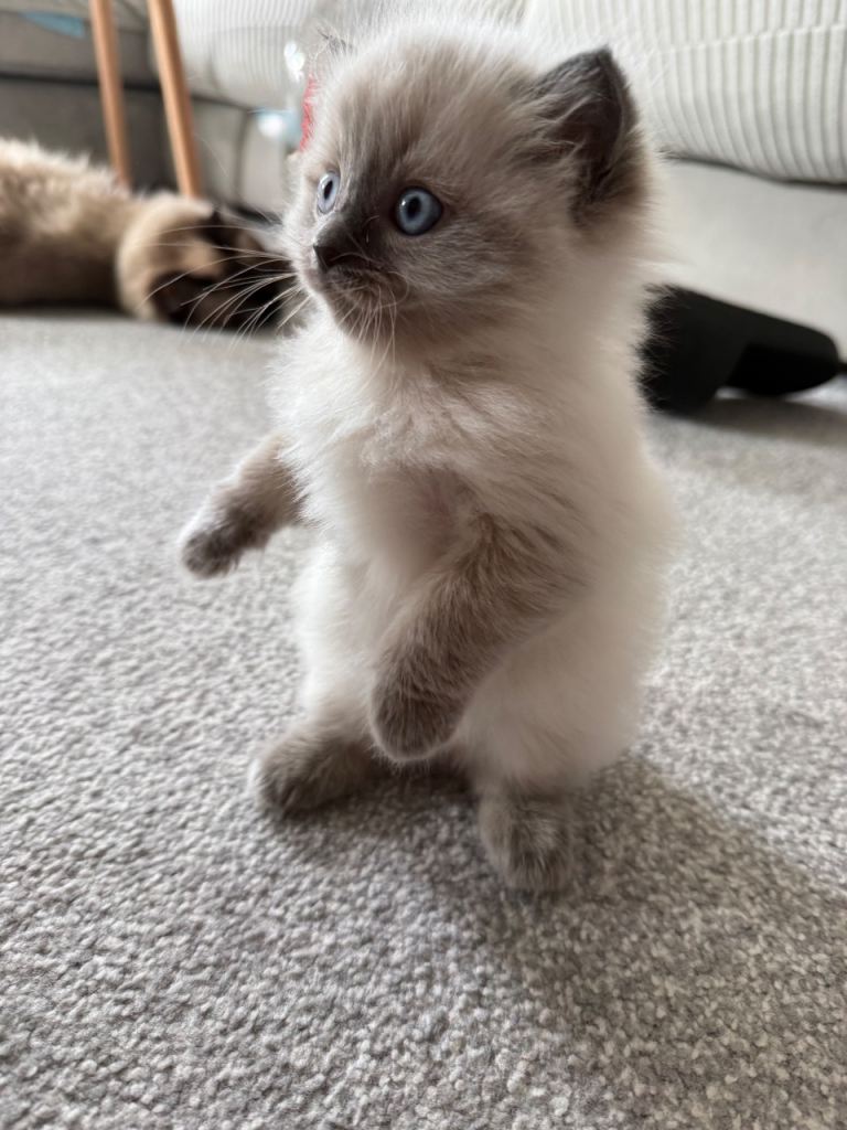 Blue Female Ragdoll Kitten 