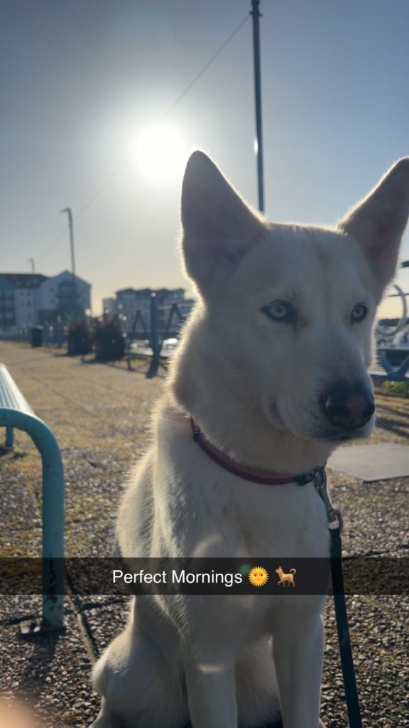 Dog Rehome - Family Pet - Husky Cross
