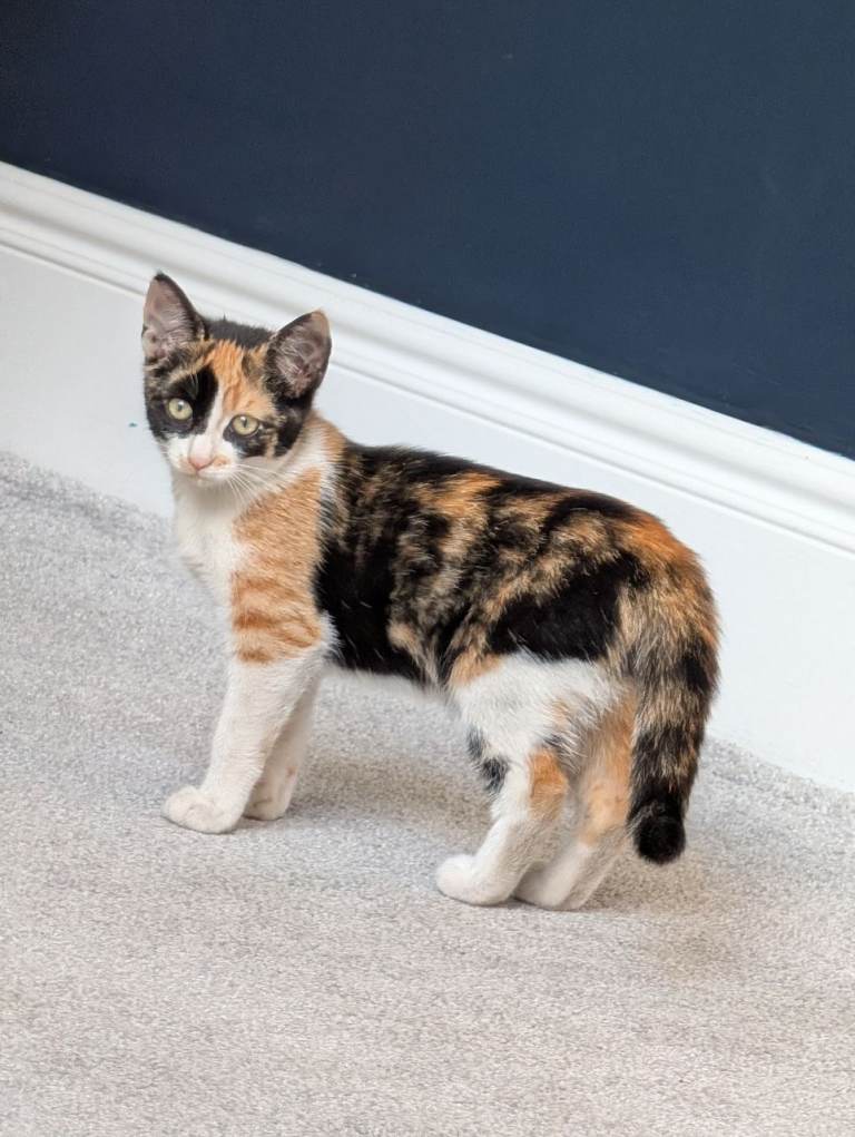Kittens