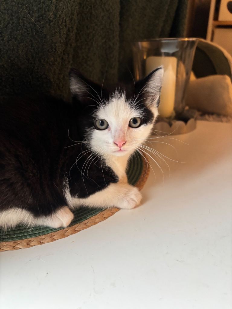 Last beautiful Tuxedo/khoa Manne cross kittens