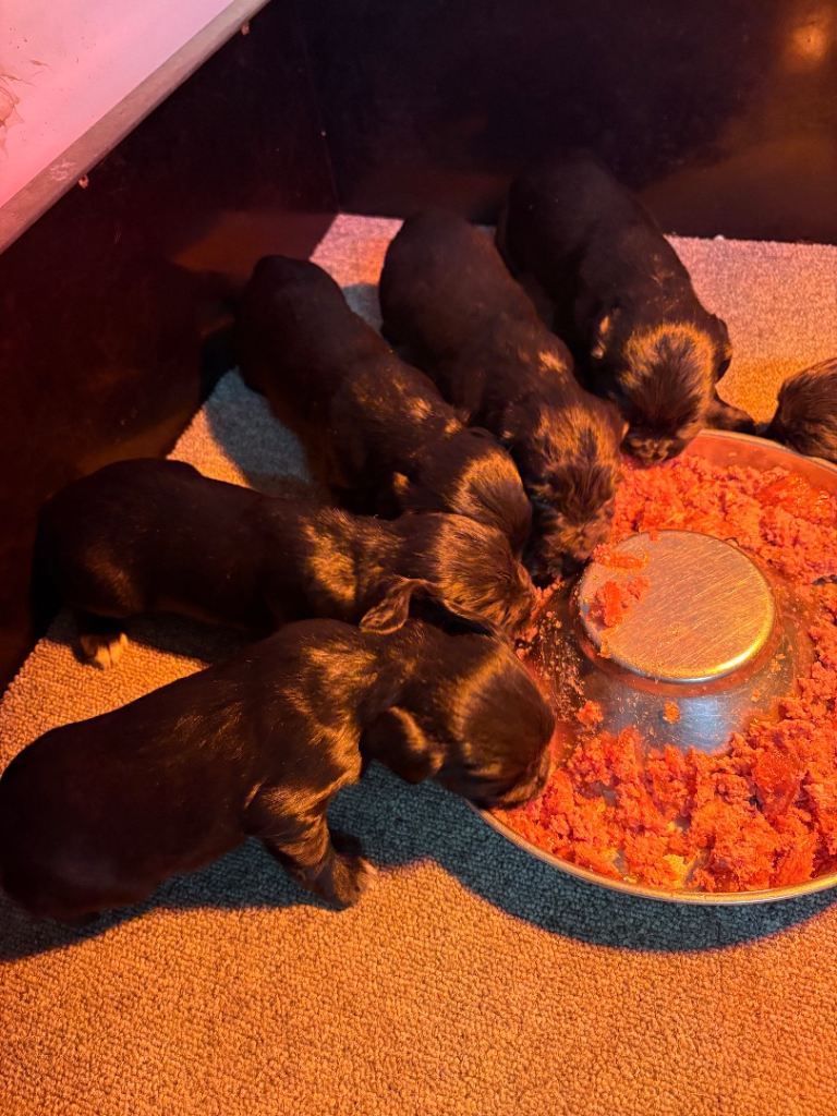 KC cocker spaniel puppies