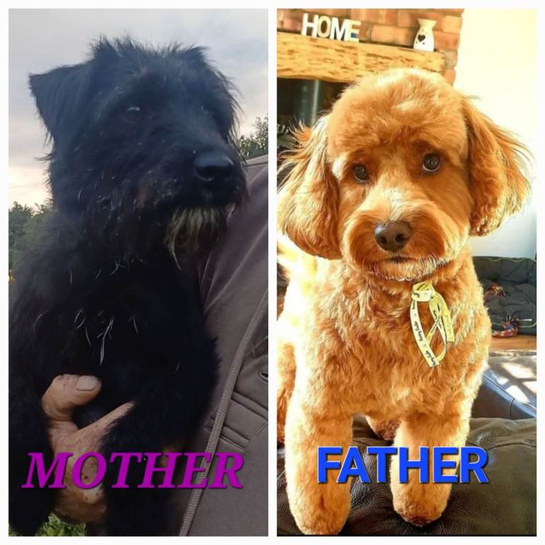 Cockerpoo X Patterdale terriers 