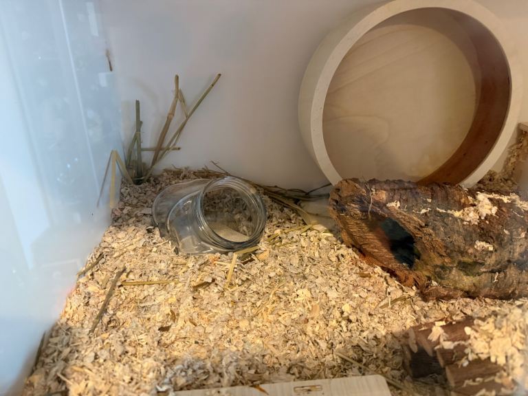 Hamster large box