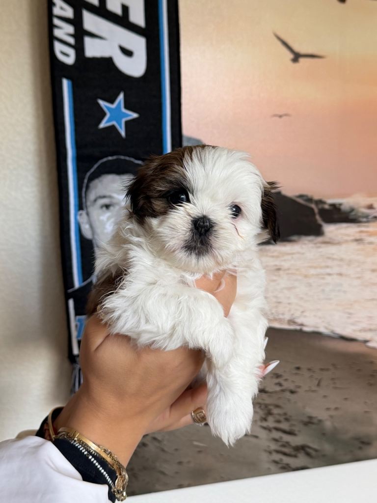 🐶 Shih Tzu Puppies Ready for Loving Homes! 🐶