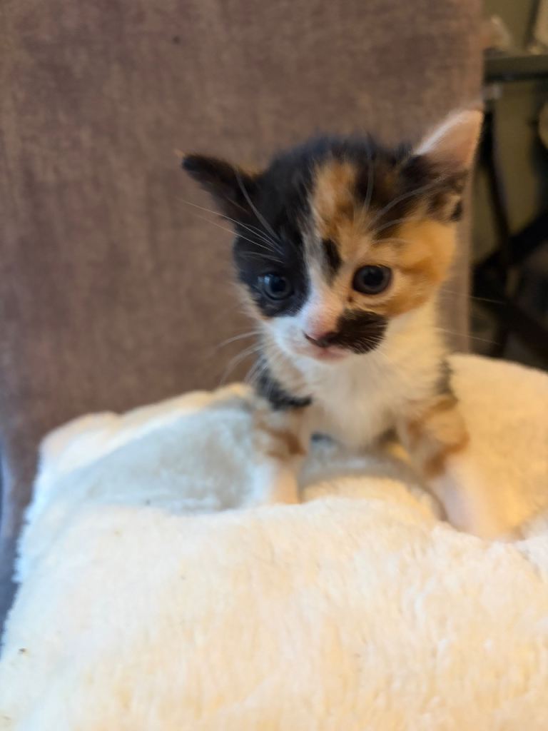 Kittens 
