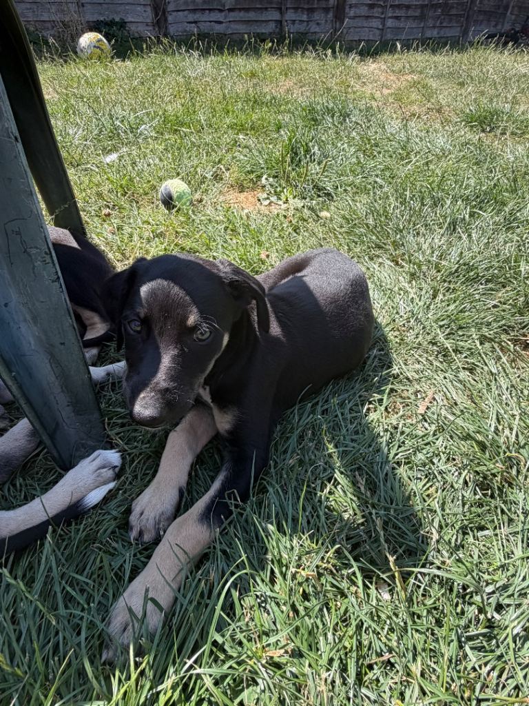 3 male pups looking for the forever homes 
