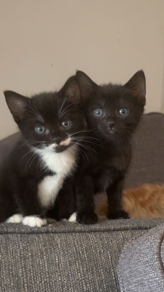 Kittens for sale 