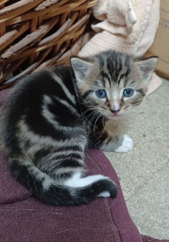 Tabby Kitten - READY TO SELL!