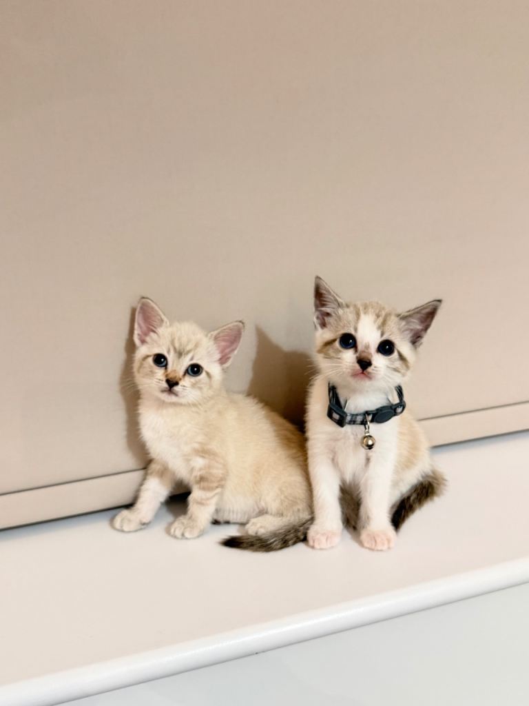 Beautiful Ragdoll X Bengal/Tabby Kittens 