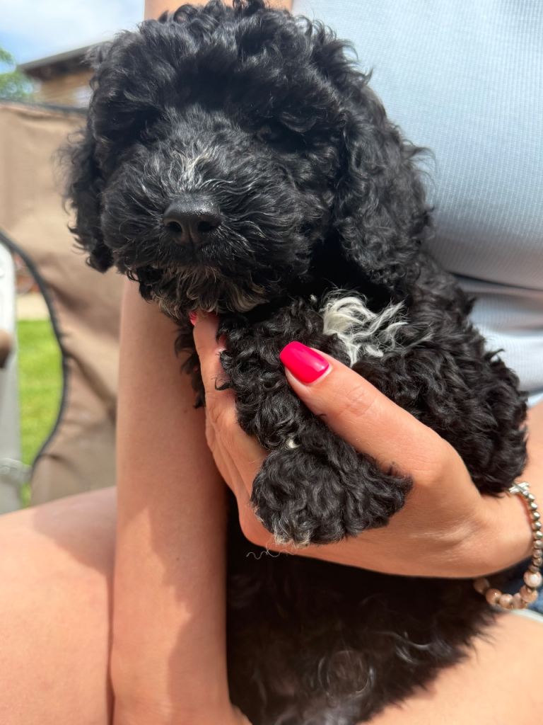 COCKAPOO  F1B1 puppy ready to go 