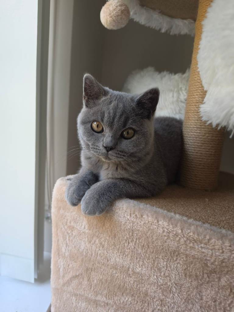 Pedigree British shorthairs show cat c**'s 