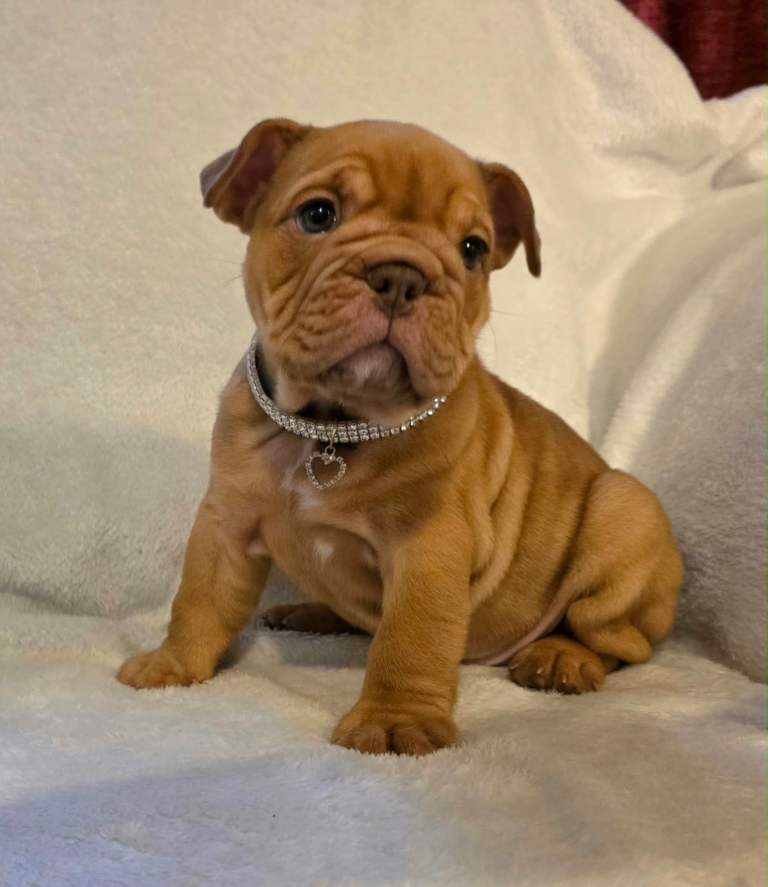 Beautiful English bulldog puppies 