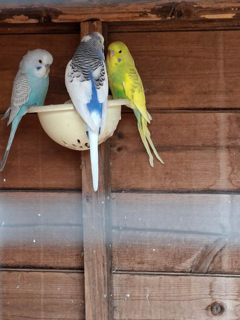 Budgies for sale