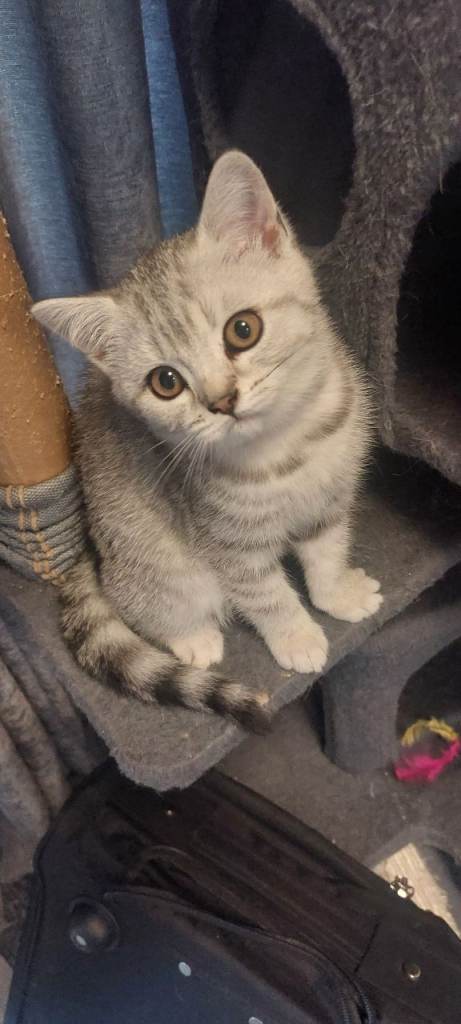 Female silver spotted/tabby  british shorthair