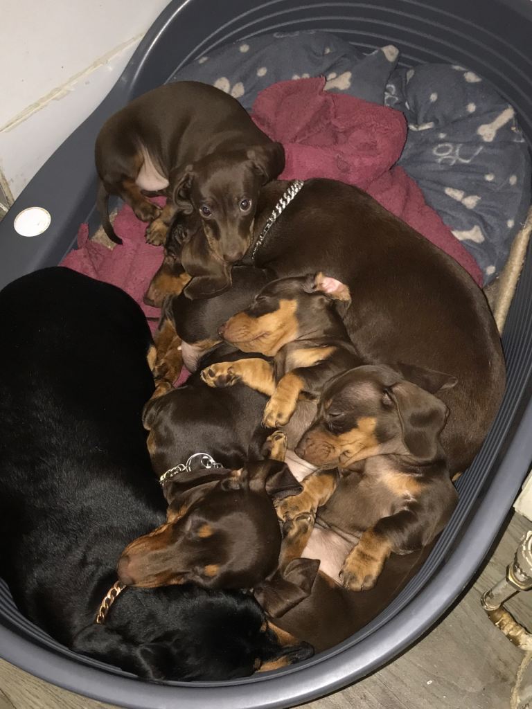 3 Lovely pups for Sale,,