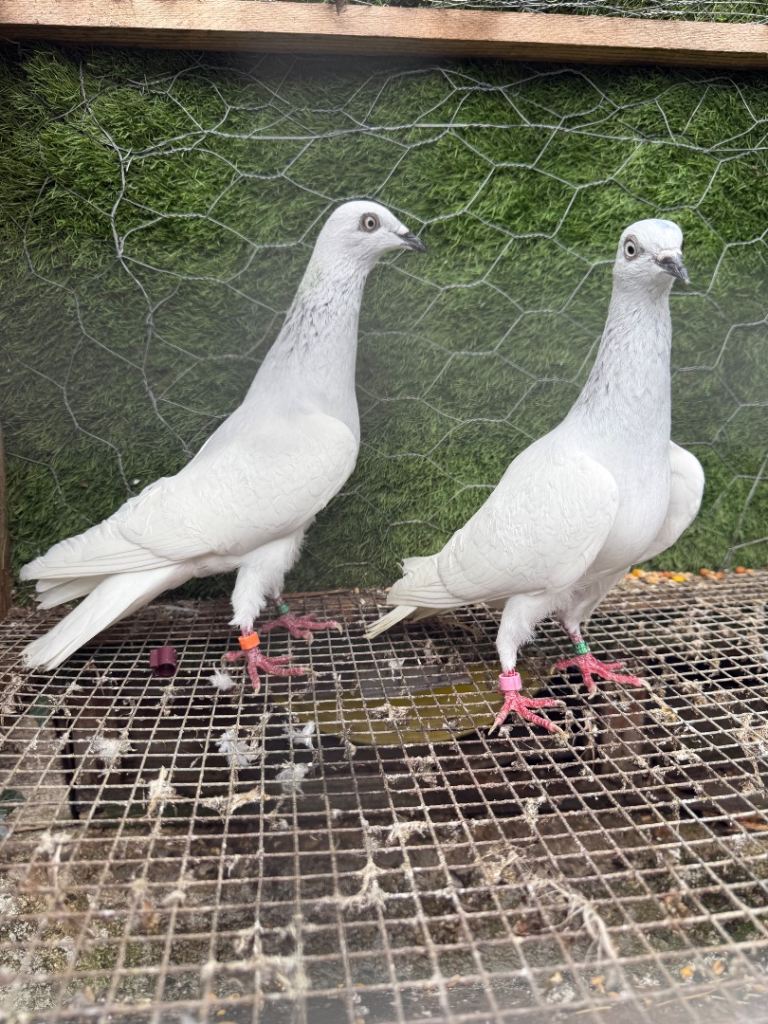 Strong Healthy Pigeons Ready for Breeding