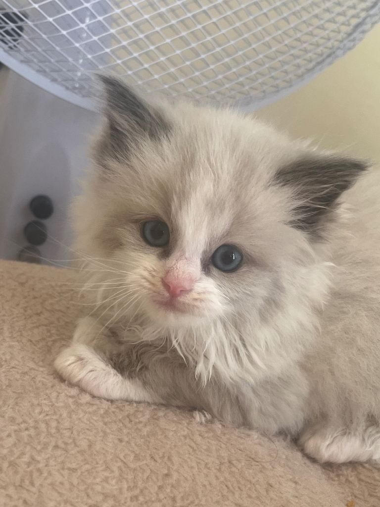 Beautiful Ragdoll Kittens – 2 Girls Available