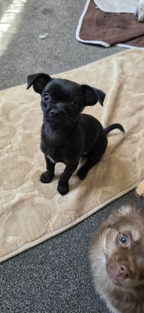 Two Beautiful Chihuahua Boys Looking for a Loving Homes