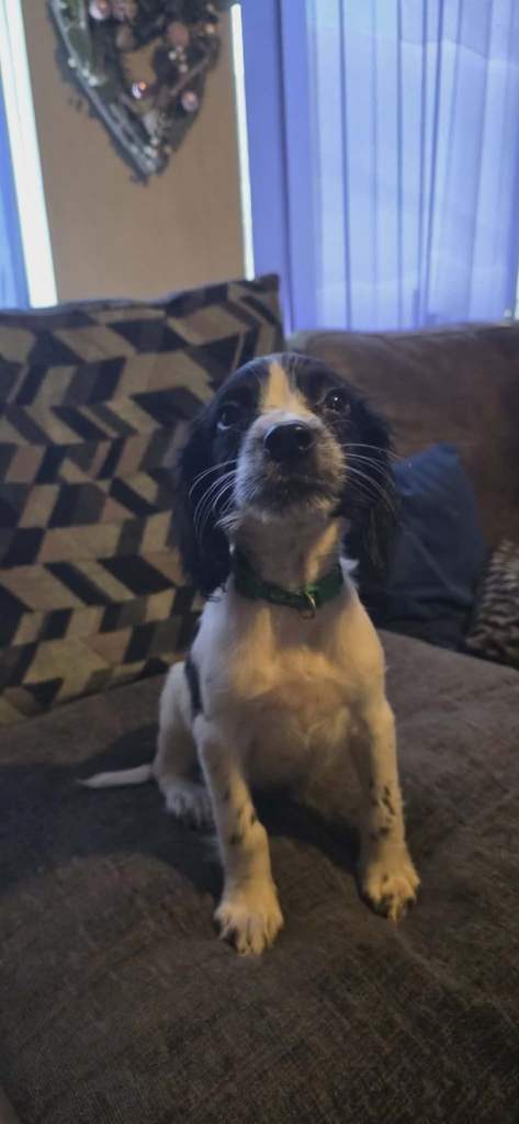KC reg English springer spaniels