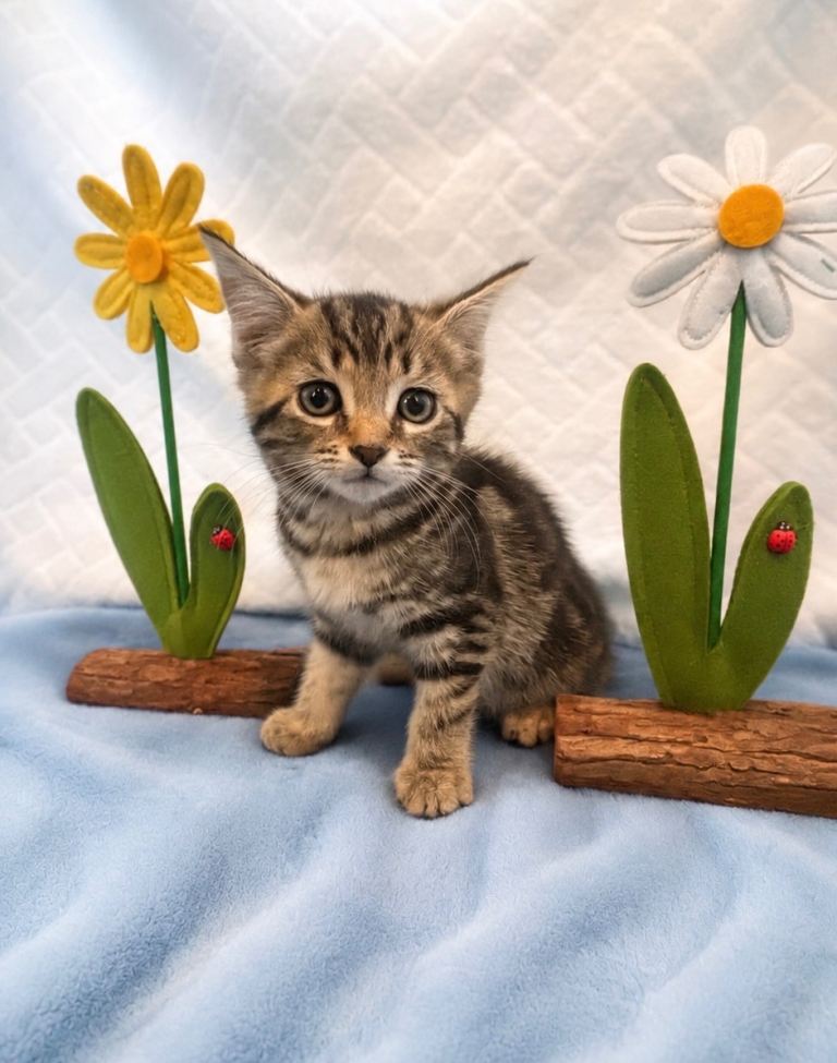 Beautiful Kittens 