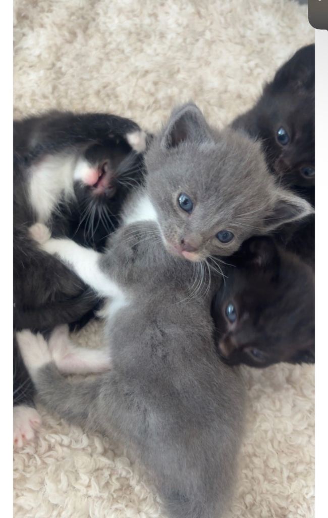 KITTENS