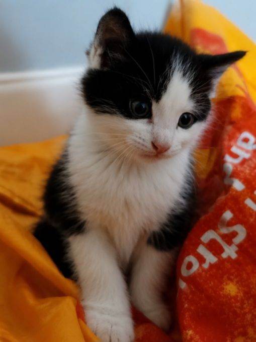 Adorable kittens available 