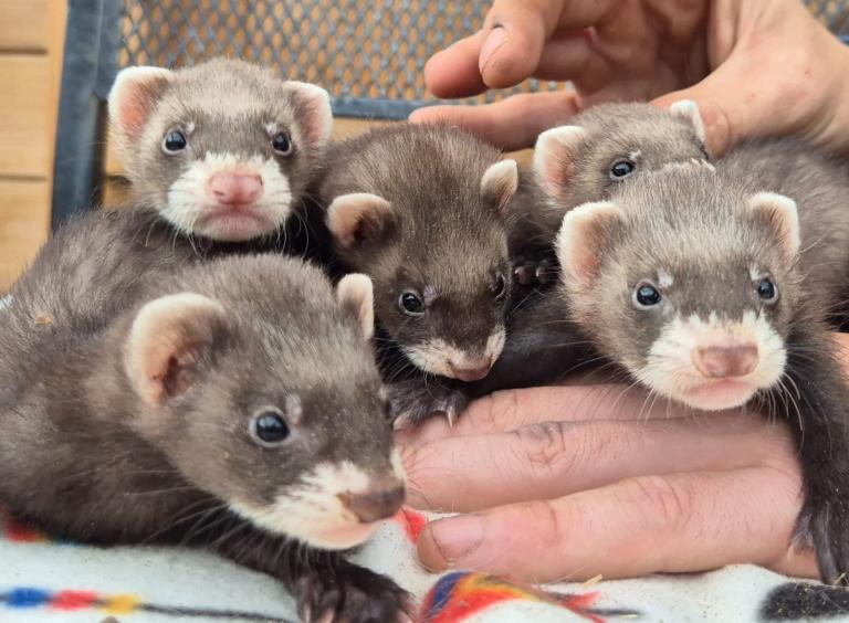 Micro eu ferrets 8 weeks old 