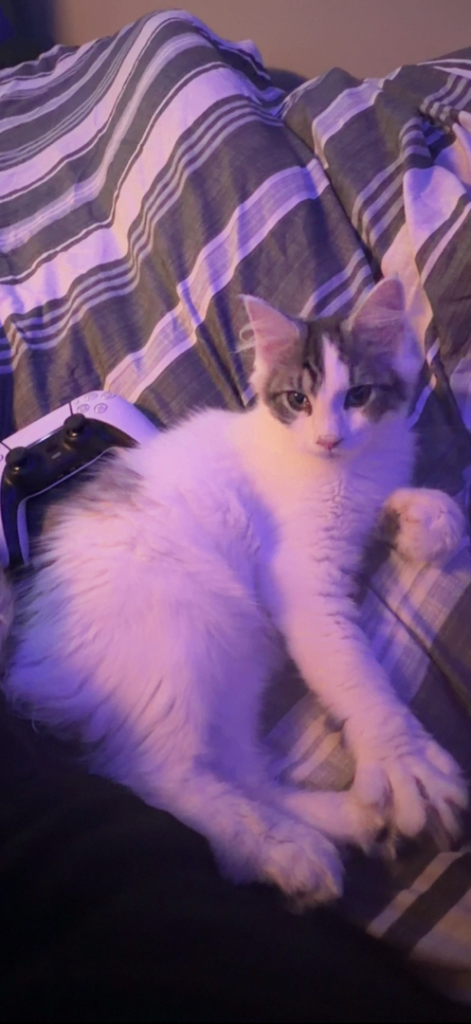 kitten for sale