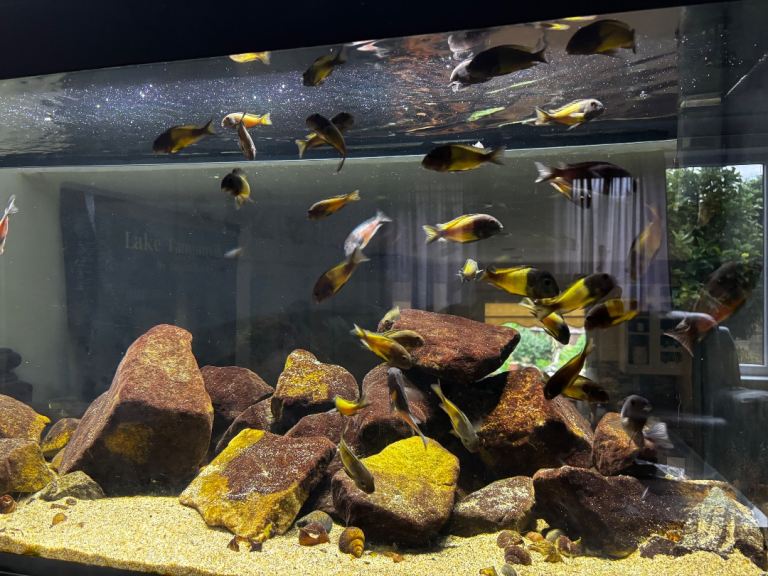 Lake Tanganyika cichlids