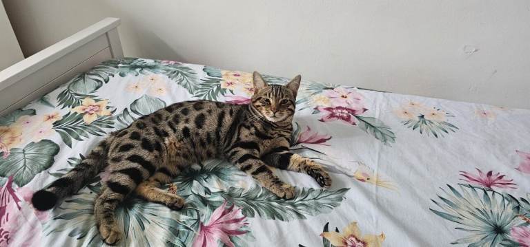 Bengal cat for sale