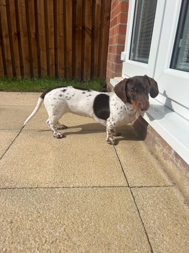 7 month female chocolate pie bald miniature dachshund 